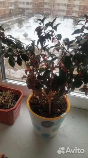 Комнатные цветы