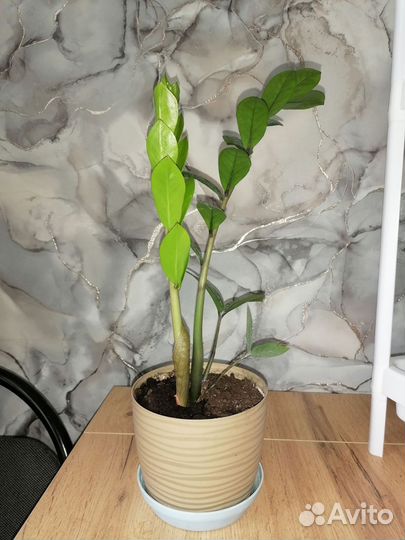 Замиокулькас