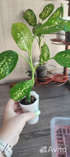 Диффенбахия пестрая (ростки)