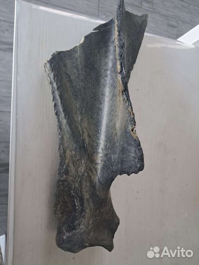 Кость мамонта