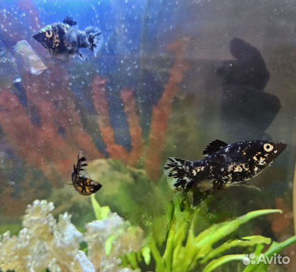 Рыба моллинезии