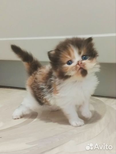 Шотландская кошечка
