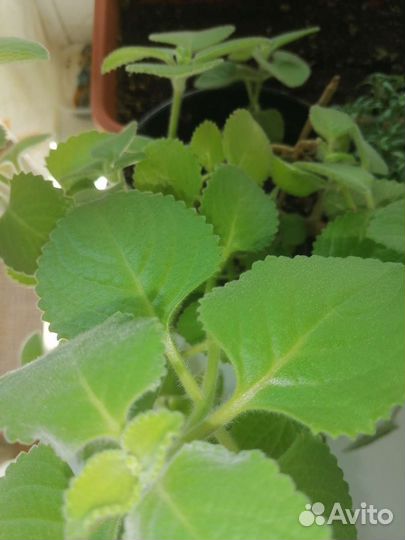 Комнатная мята плектрантус