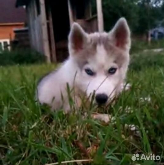 Щенки хаски