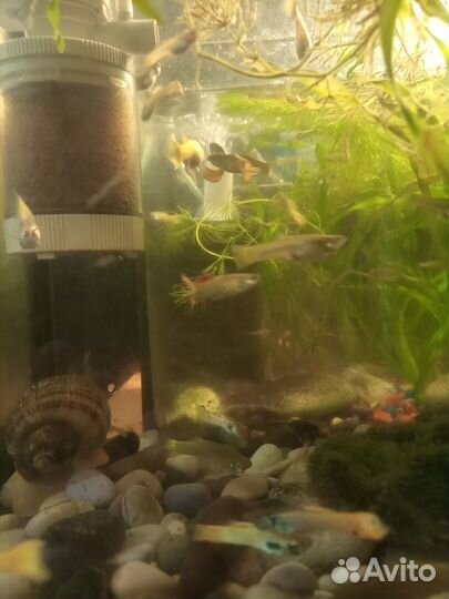 Продам неоновых гупешек