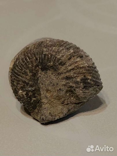 Окаменелости аммониты и белемниты