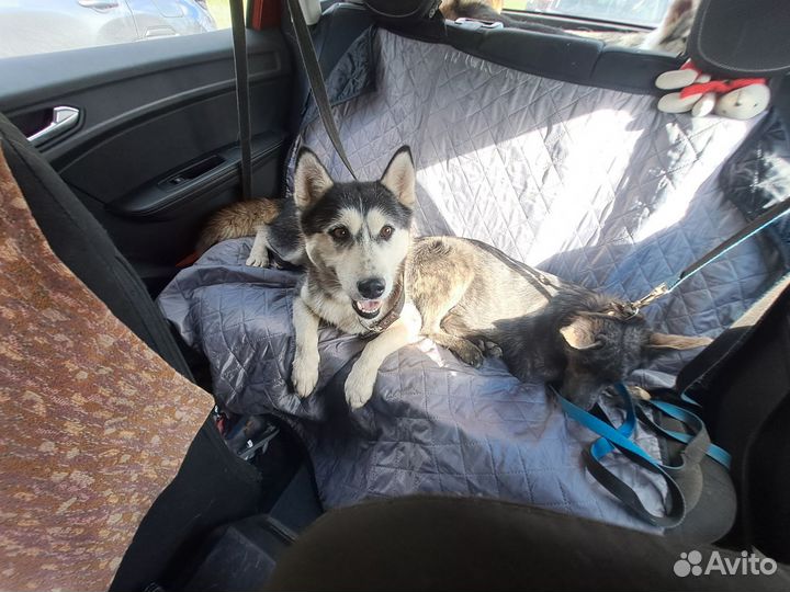 Веста ищет дом