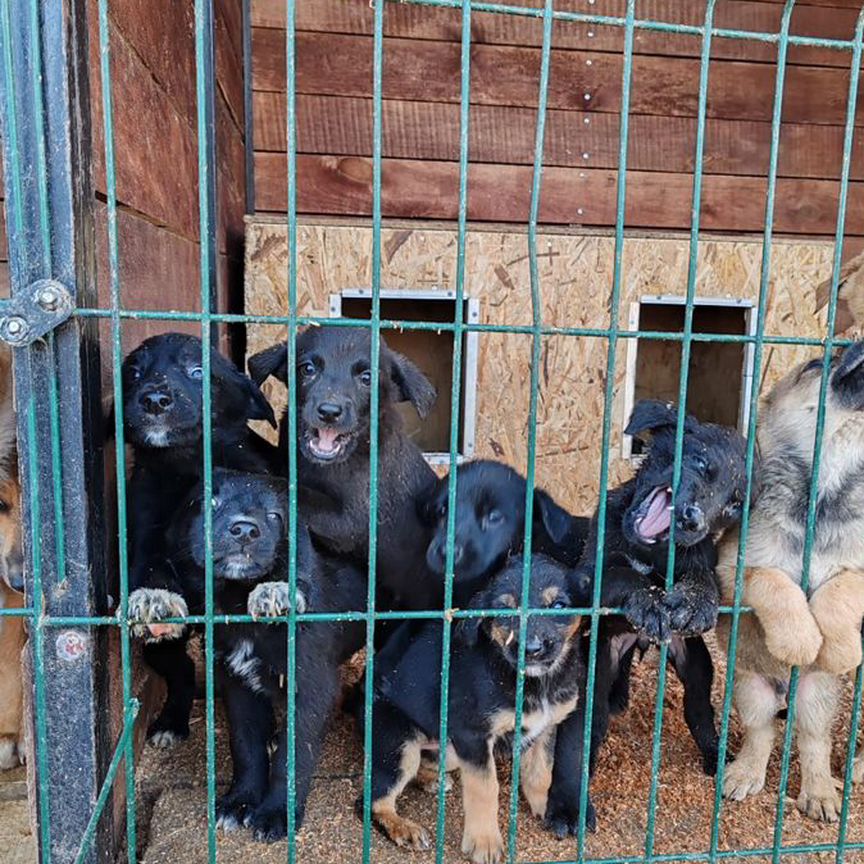 Щенки теряют свою жизнь в отлове