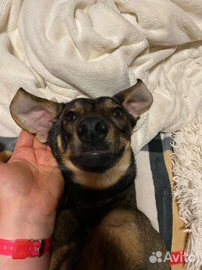 Маленькая собака