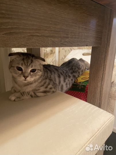 Шотландская кошечка Вязка