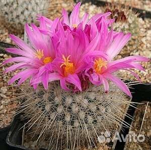 Thelocactus macdowellii