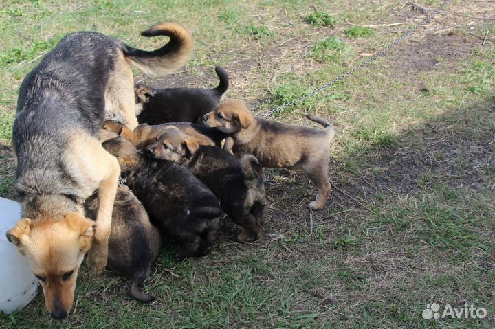 Отдам щенков в добрые руки бесплатно