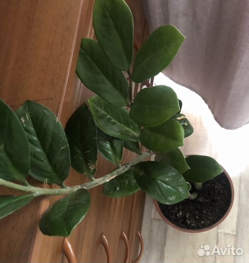 Комнатные растения