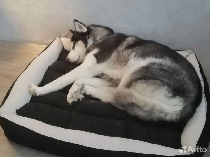 Хаски в добрые руки