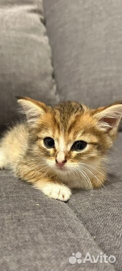 Котята 1,5 мес