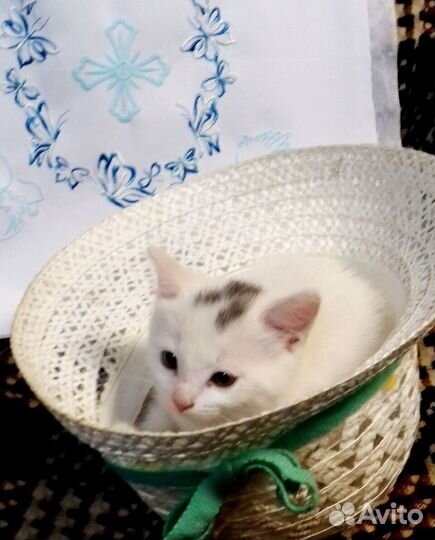 Маленькая кошечка ищет добрых хозяев