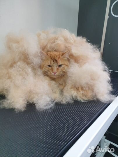 Стрижка/груминг кошек,собак,кроликов