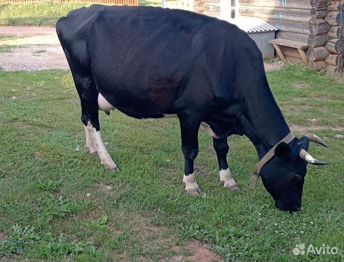 Корова дойная