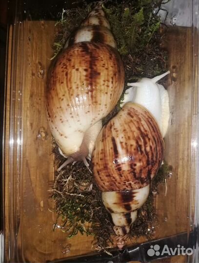 Улитки ахатины, архахатины, древесники