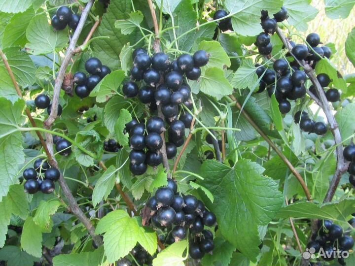 Черная смородина