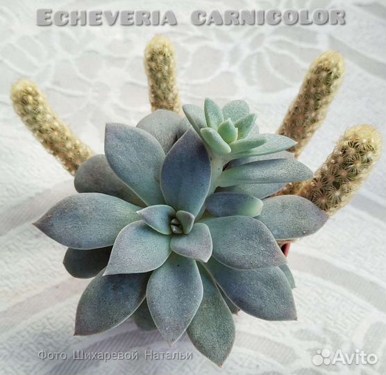 Суккуленты- эхеверии и граптоверии