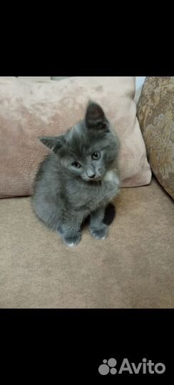 Котята в добрые руки бесплатно девочка