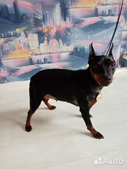 Вязка цвергпинчера, 1500т.р за встречу