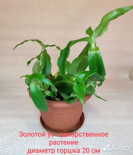 Домашняя мята, Золотой ус, Алоэ Вера, Хлорофитумы