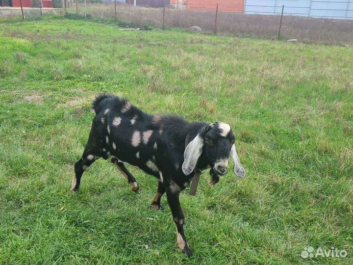 Англо нубийские козы,козлята