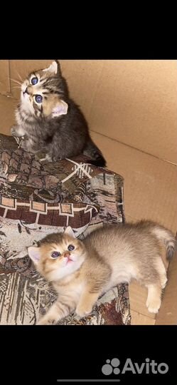 Шотландские котята