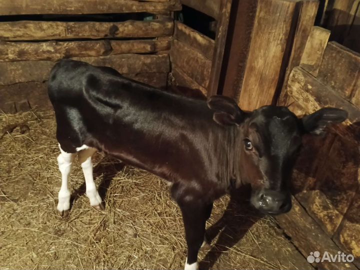 Телята, телочка