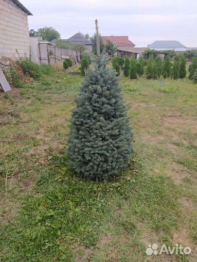 Туи, самшиты, голубые ели и т.д