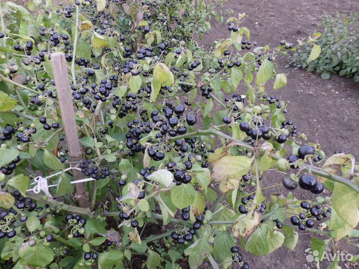 Семена: санберри, подсолнух, тыква-декор., томаты