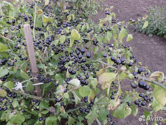 Семена: санберри, подсолнух, тыква-декор., томаты