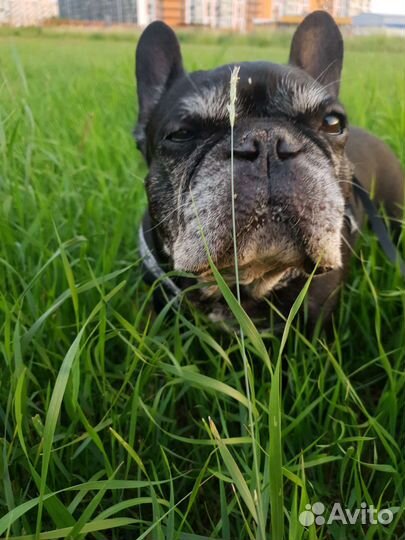 Передержка собак и кошек