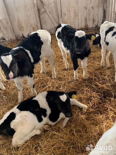 Телята мясной породы бычки