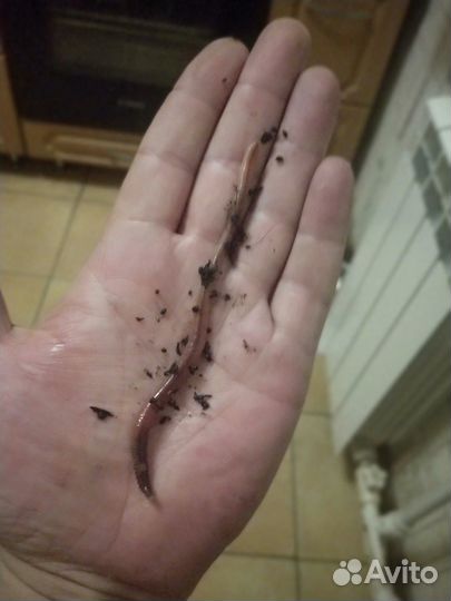 Черви для рыбалки калифорнийские