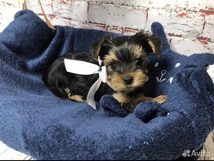 Йоркширский терьер