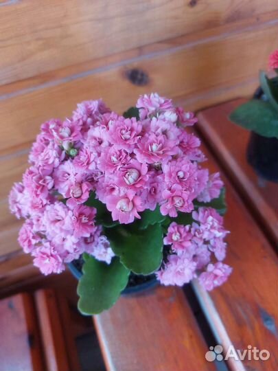 Каланхоэ mini сортовые