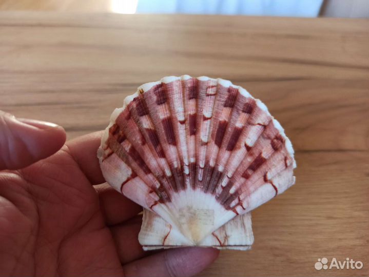 Морская раковина