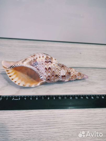 Морские ракушки раковины