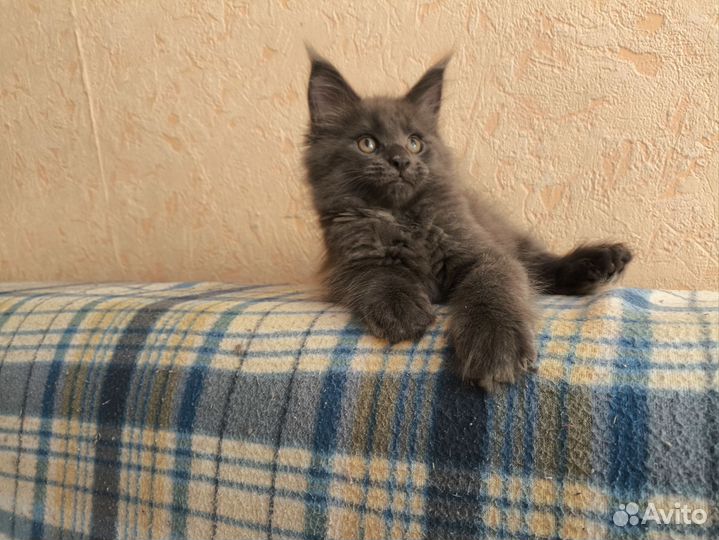 Котята мейн-кун