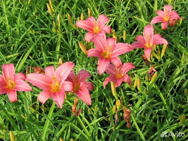 Растения для сада