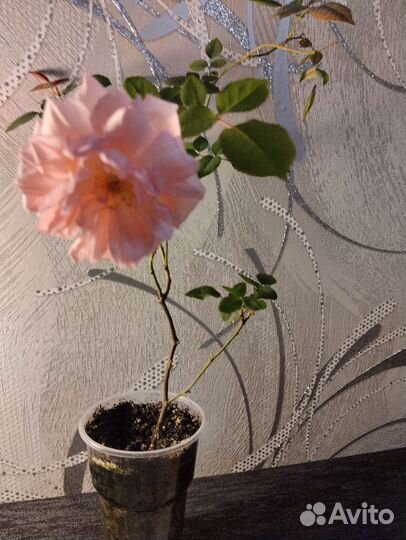 Бенгальская роза