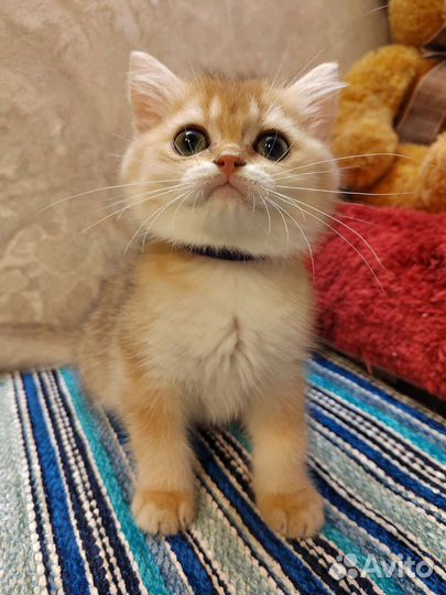 Девочка британской золотой шиншиллы