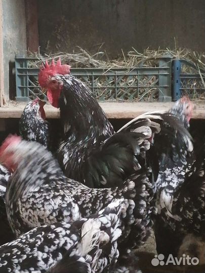 Куры Австролорп, яйцо инкубационное