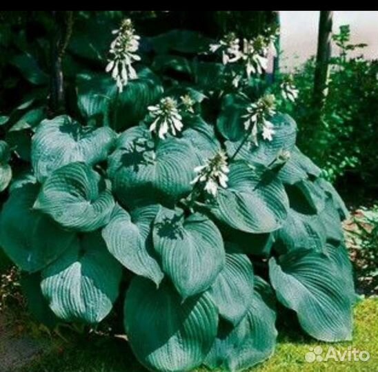 Революшн,Сорбет, Стилетто, Красный октябрь