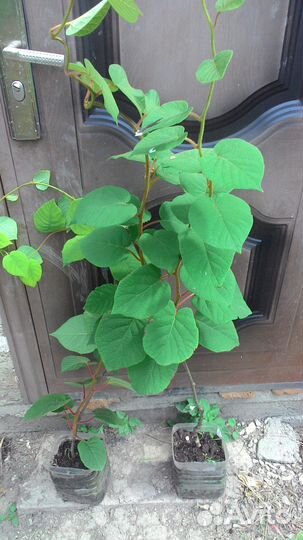 Продам саженцы Киви сорта Хейворд и Монти