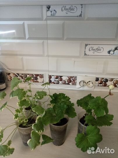 Герань пеларгония