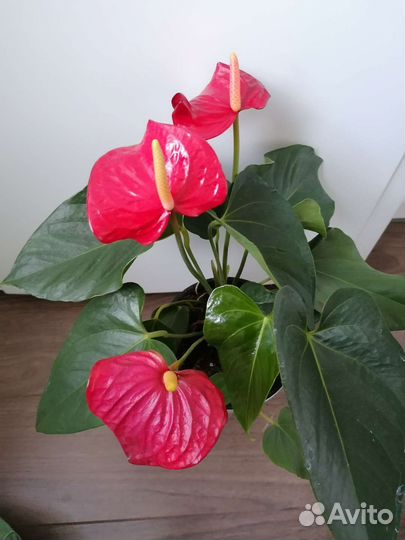 Антуриум бордовый